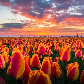 Tulpenveld tijdens zonsopkomst van Hanno de Vries