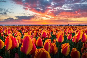 Tulpenveld tijdens zonsopkomst van Hanno de Vries
