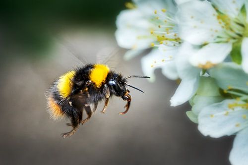 Flying bumblebee approaching fruit tree blossom in spring