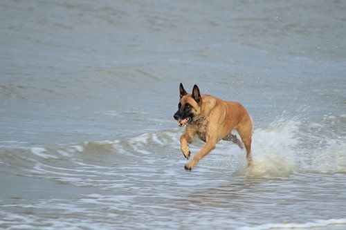 actie foto hond