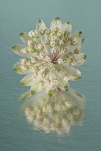 Zeeuws Knoopje met abstracte weerspiegeling