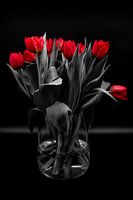 Black and red. Tulips in a vase.