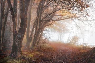 Mountain path to Frahan near Rochehaut