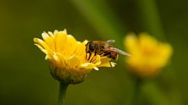Blinde Biene auf einer gelben Blume von Ankie Kooi