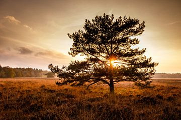 Herfst op de heide van Jaap Terpstra