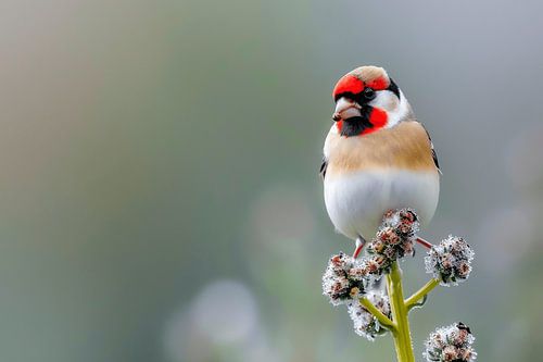 A Bird in a Dreamy Meadow Landscape