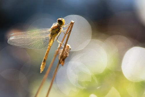 Dragonfly in bokeh sunlight.