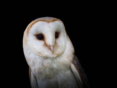 Die Schleiereule mit ihrem typischen herzförmigen Gesicht.