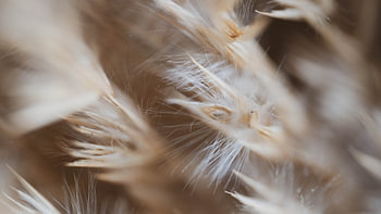 Pampasgras