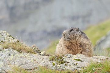 Murmeltier, Alpenmarmot van Aukje Ploeg