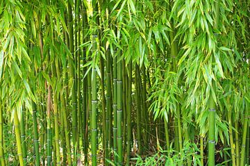  Bambus sur Gabi Siebenhühner