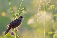 Chanteuse de sauterelles (Locustella naevia) par Beschermingswerk voor aan uw muur Aperçu