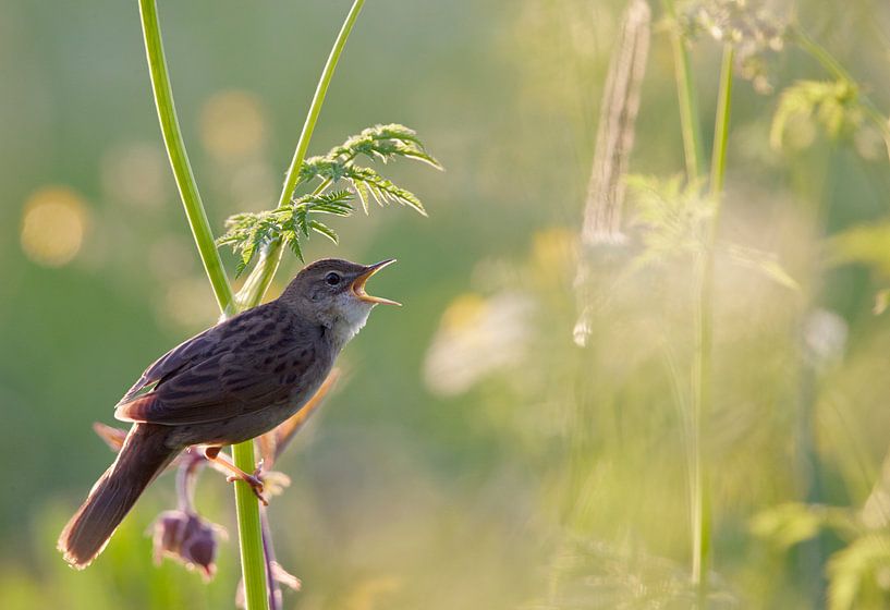 Chanteuse de sauterelles (Locustella naevia) par Beschermingswerk voor aan uw muur