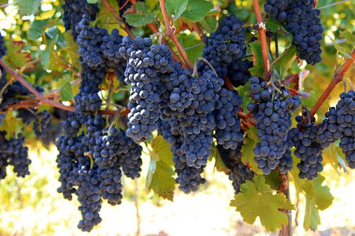 Rotweintrauben am Rebstock
