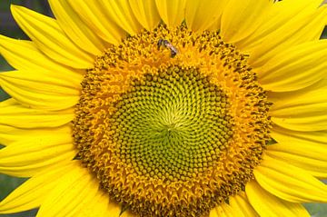 Kleine honingbij op zonnebloem van Iris Holzer Richardson