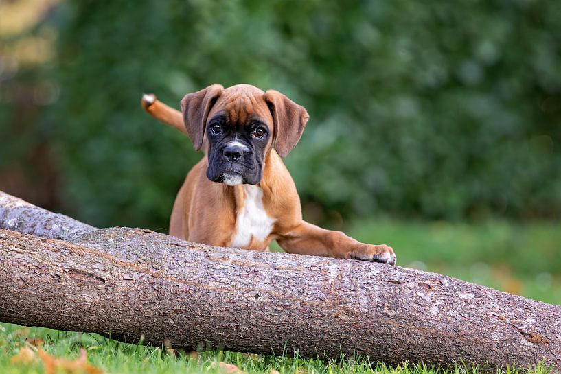 Robuster Boxerwelpe von gea strucks