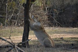 Löwin kratzt Baum von Wild Dog Adventures