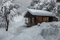 Het kreupelhout van de Beaufortain onder de sneeuw