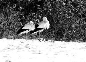 les cigognes dans la neige 2