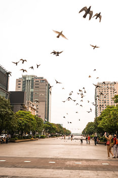 Les oiseaux au Vietnam