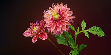 Red Dahlias's by Ben Winckelmans