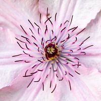Lichtroze bloem