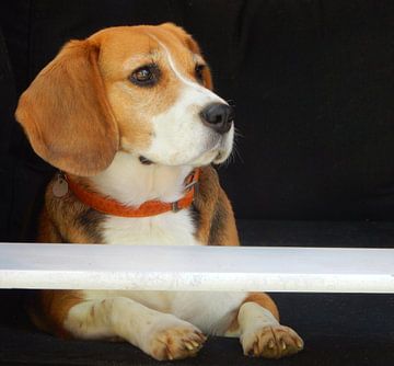 hond beagle  van Joke te Grotenhuis