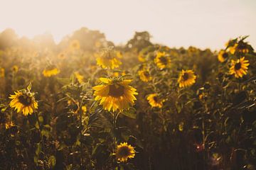 Sonnenblumenfeld von Melanie Schat