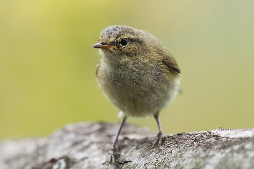 Fitis kuiken van Astrid Brouwers