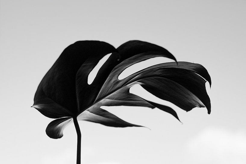 Monstera by Hello Pompoyo
