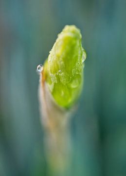 Narcisknop met ochtenddauw Macro van Iris Holzer Richardson