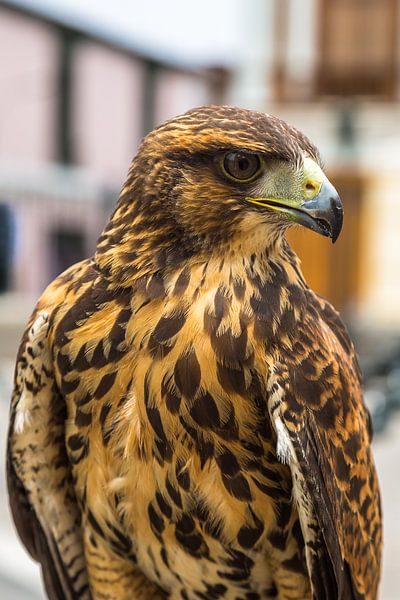 Hawk by Peter Leenen