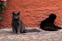 Een italiaanse kat