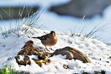 Finch in the snow by Bonne`s plaatjes