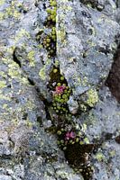 Fleurs roses sur le rocher