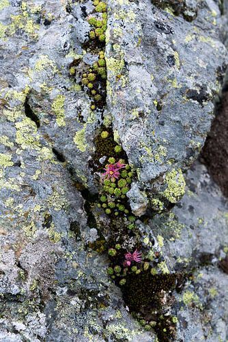 Rosa Blumen auf dem Felsen