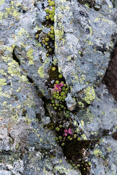 Rosa Blumen auf dem Felsen von Chantal Koster