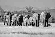 Photographie en noir et blanc d'un troupeau d'éléphants du désert / éléphants à Twyfelfontein, Namib par Martijn Smeets Aperçu