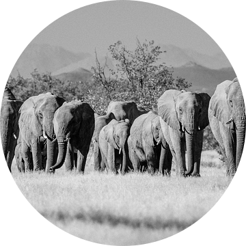 Zwart-wit foto van kudde woestijnolifanten / olifanten bij Twyfelfontein, Namibië van Martijn Smeets