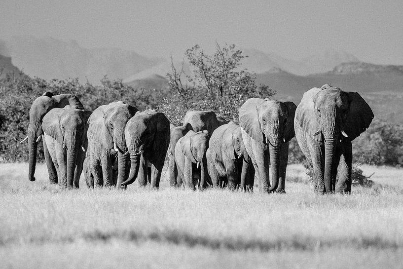 Photographie en noir et blanc d'un troupeau d'éléphants du désert / éléphants à Twyfelfontein, Namib par Martijn Smeets