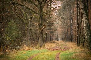 Waldweg von Mariette Kranenburg