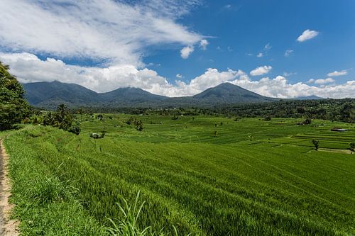 Rijstveld op het eiland Bali met uitzicht op de vulkaan, Indonesië