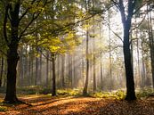 Herbstwald in der Sonne von Odette Kleeblatt Miniaturansicht