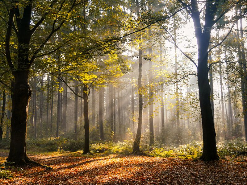 Herbstwald in der Sonne von Odette Kleeblatt
