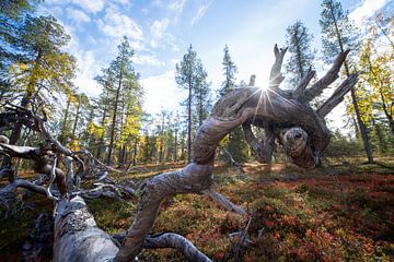 Omgevallen berkenboom in de herfst in Zweeds Lapland van Karin de Jonge