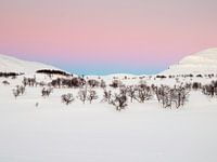Cold Light