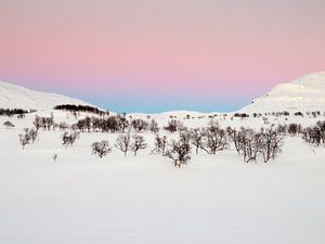 Cold Light