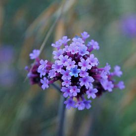 little pink smiles by geen poeha