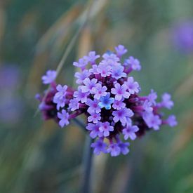 little pink smiles von geen poeha