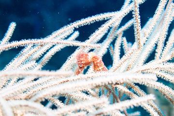 Zeepard op zachtkoral van Roel Jungslager